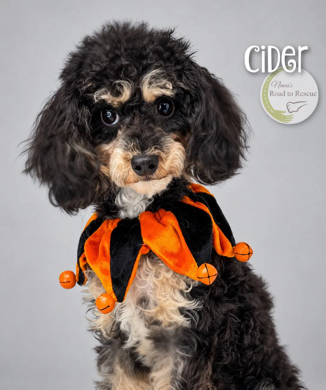 Cider image 2