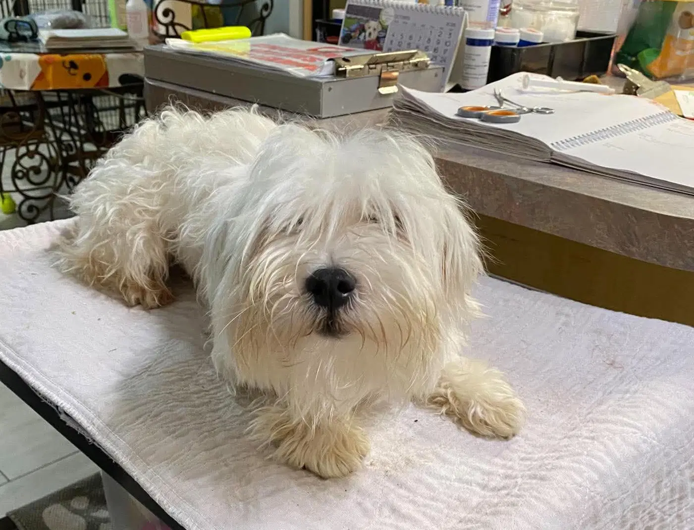 Winterthur Not Yet Available - Maltese