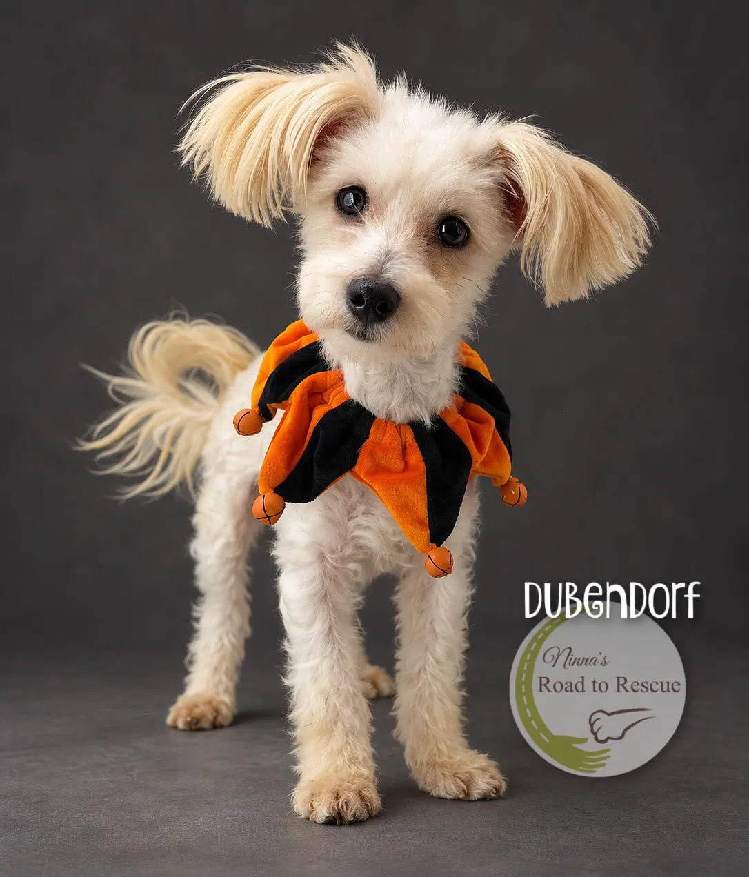 Dubendorf - Maltese