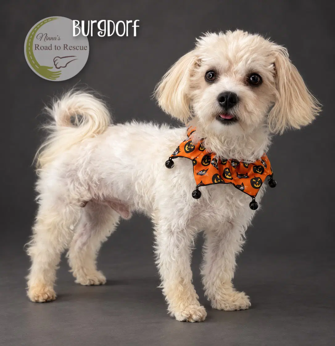 Burgdorf - Maltese