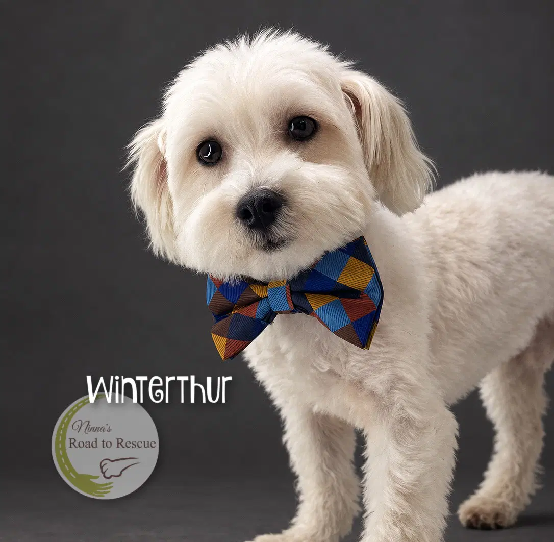 Winterthur - Maltese
