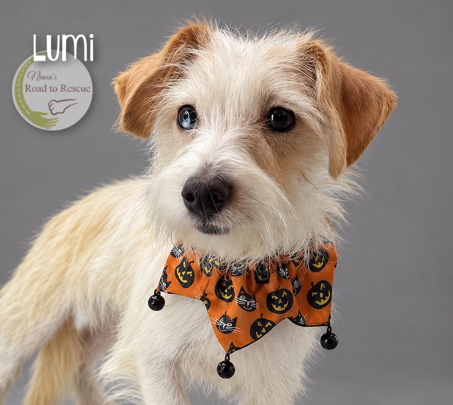 Lumi, photo 2