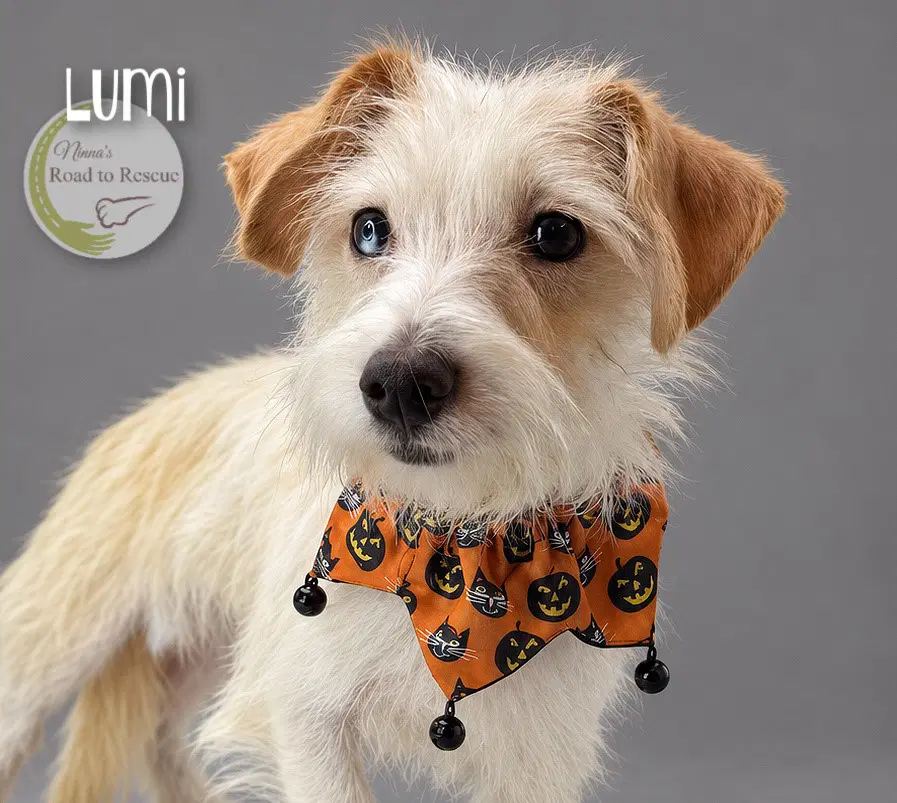 Lumi image 2