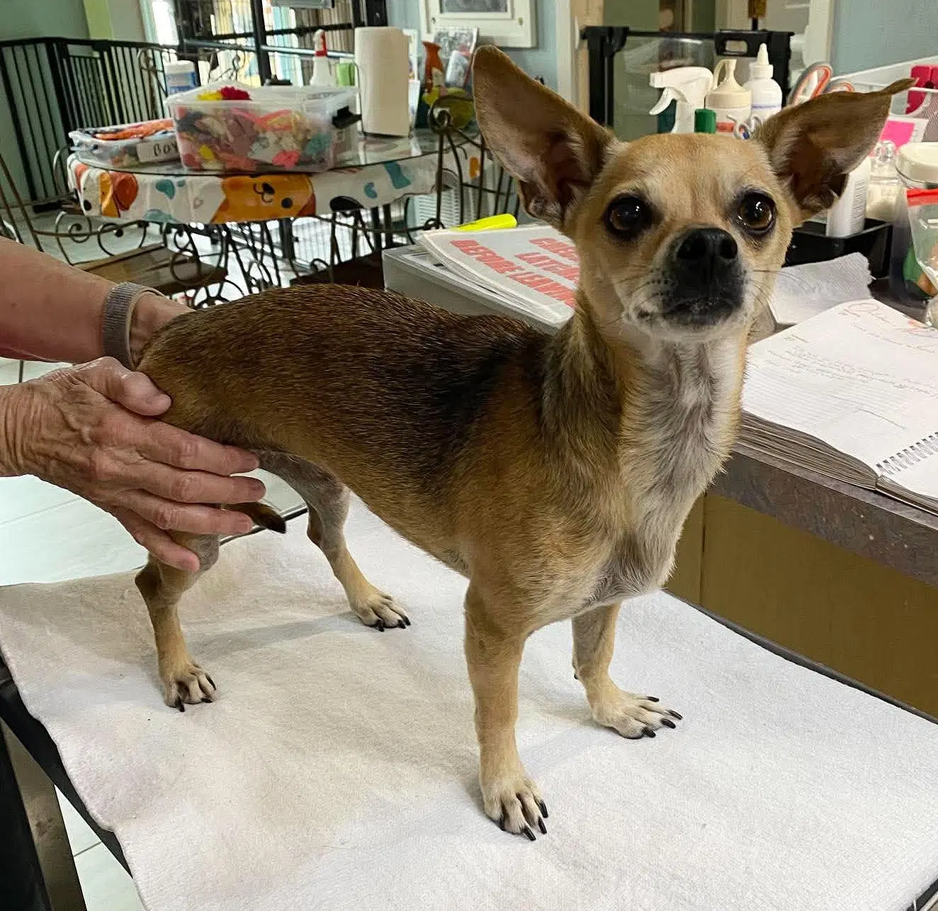 Benelli Not Yet Available - Chihuahua