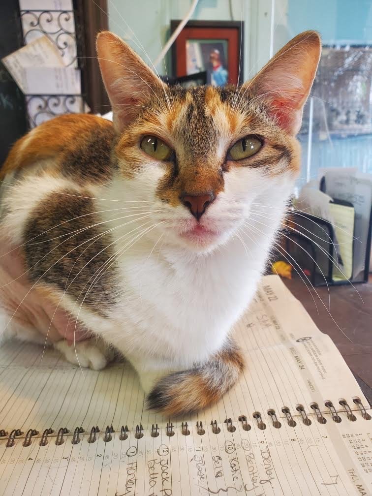 adoptable Cat in Crossville, TN named Mrs Rabbit