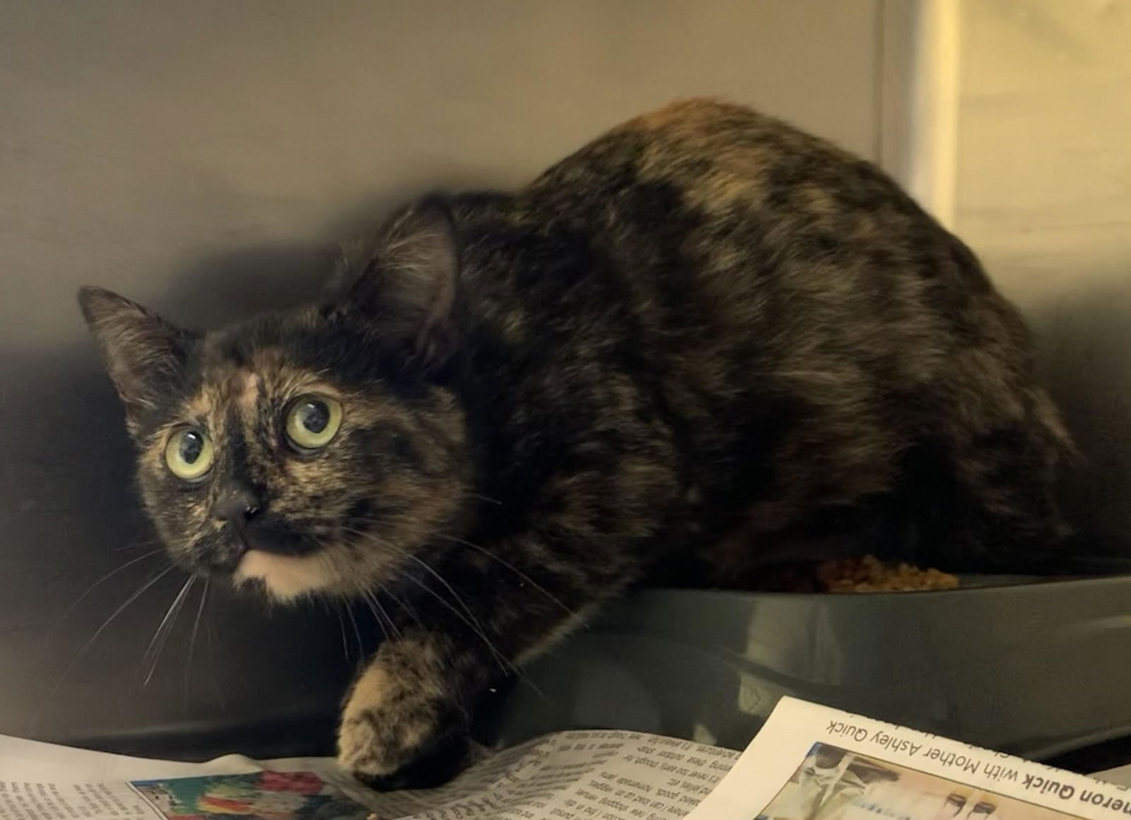 adoptable Cat in Crossville, TN named BARN CATS