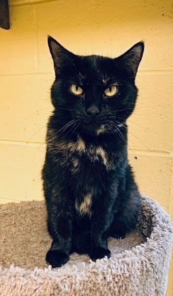 adoptable Cat in Crossville, TN named Jellyfish