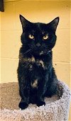 adoptable Cat in crossville, TN named Jellyfish