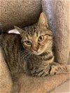 adoptable Cat in crossville, TN named Birdie- Barn Cat