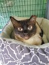 adoptable Cat in crossville, tn, TN named Rackerkatten
