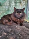 adoptable Cat in , TN named Rannoch