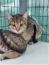 adoptable Cat in rossville, TN named Oopsie-Daisy
