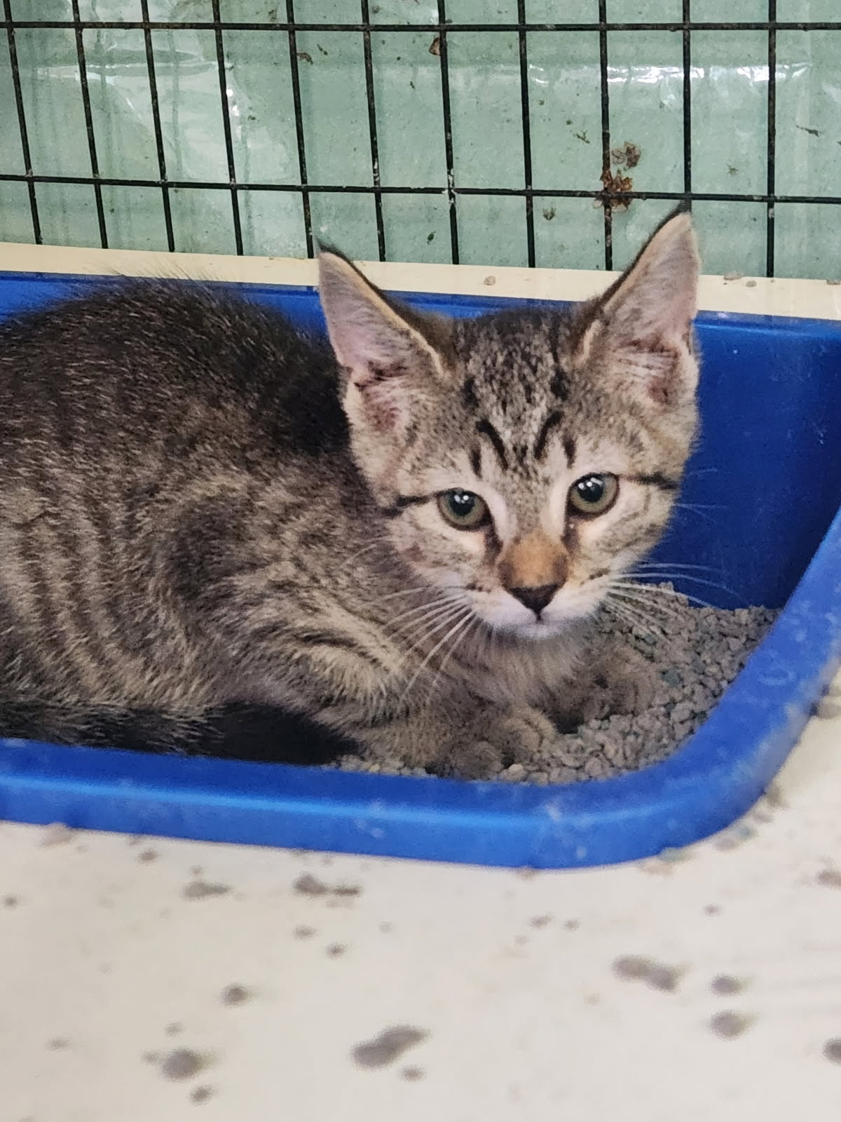 adoptable Cat in Crossville, TN named Amigo