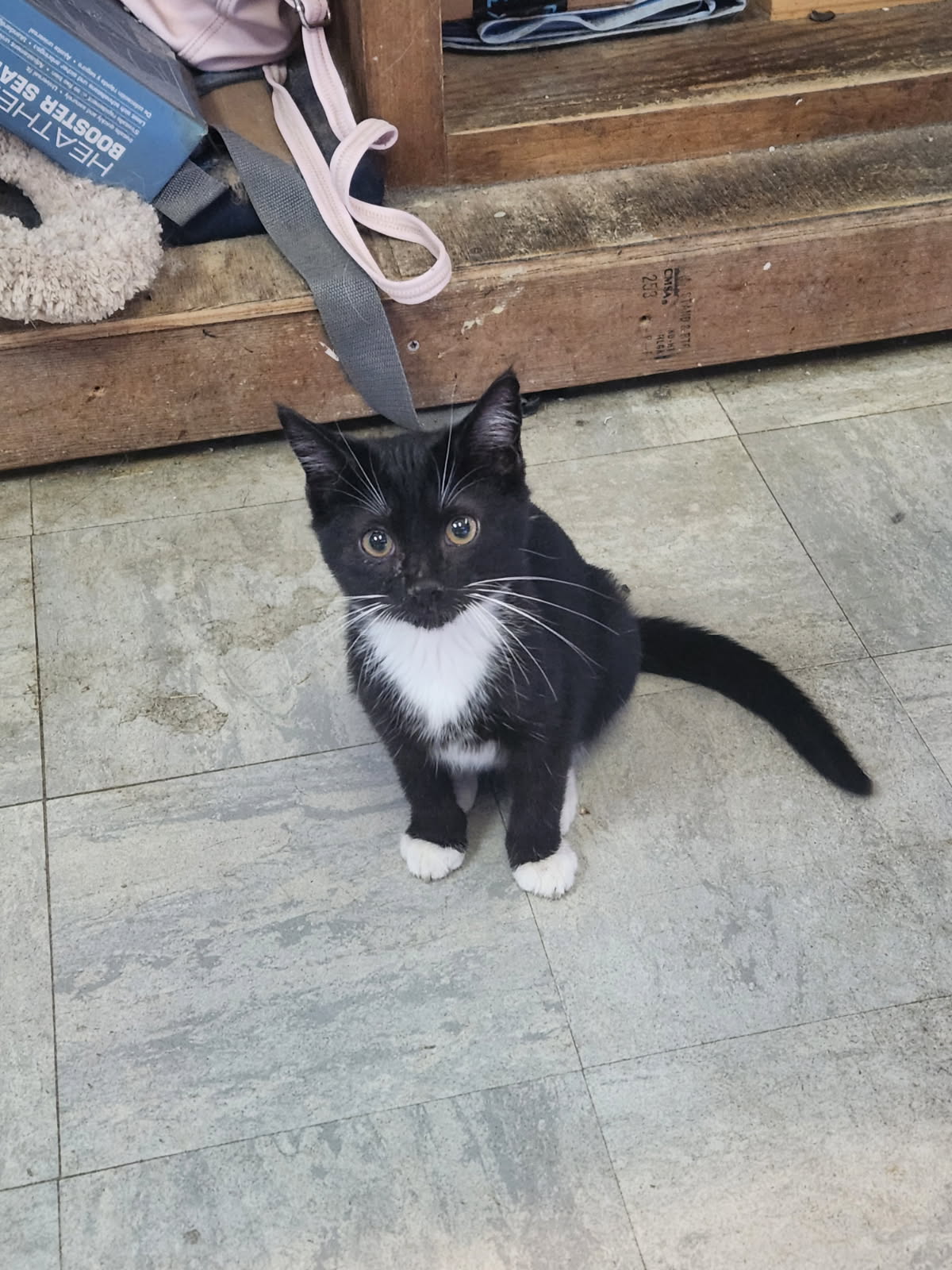 adoptable Cat in Crossville, TN named Anchovy