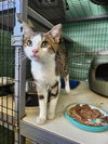 adoptable Cat in crossville, TN named Ketchikan