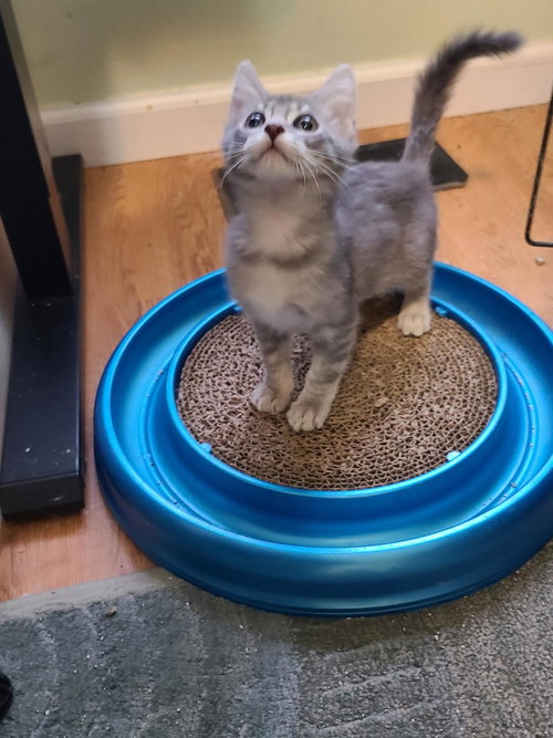 ZUZU - Domestic Short Hair available for adoption