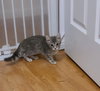 ZuZu - Photo 3
