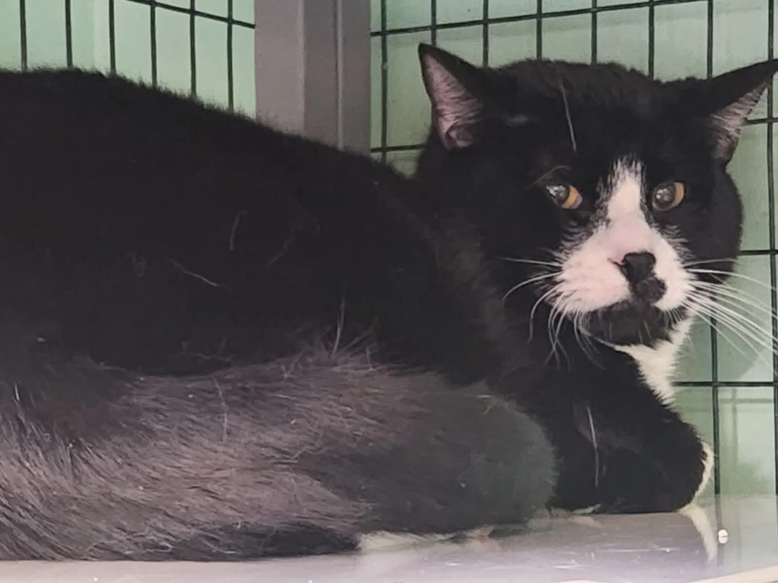 Smollett - Domestic Short Hair