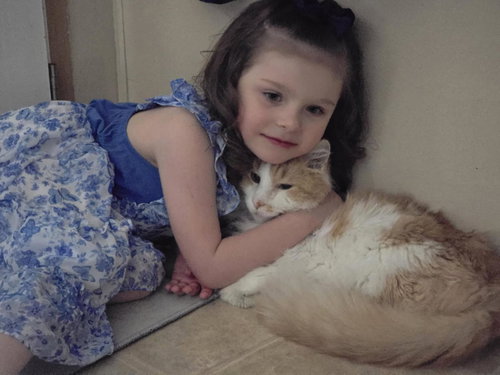 Billy Bones, an adoptable Domestic Long Hair in Crossville, TN, NJ