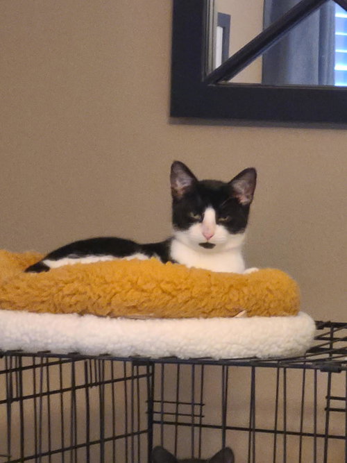 ARROW - Domestic Short Hair available for adoption