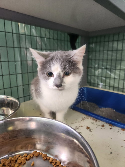 ACANTHUS - Domestic Short Hair available for adoption