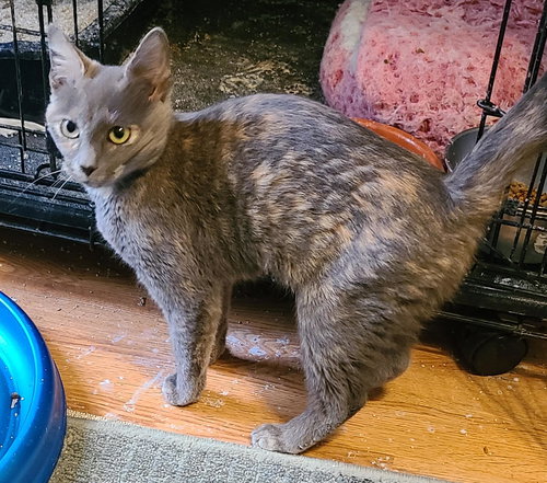 Elawayze, an adoptable Domestic Short Hair in Crossville, TN, NJ