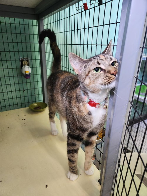 Kiki, an adoptable Domestic Short Hair in Crossville, TN, NJ