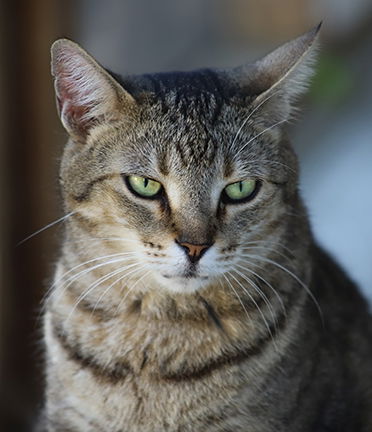 adoptable Cat in North Fort Myers, FL named Mini