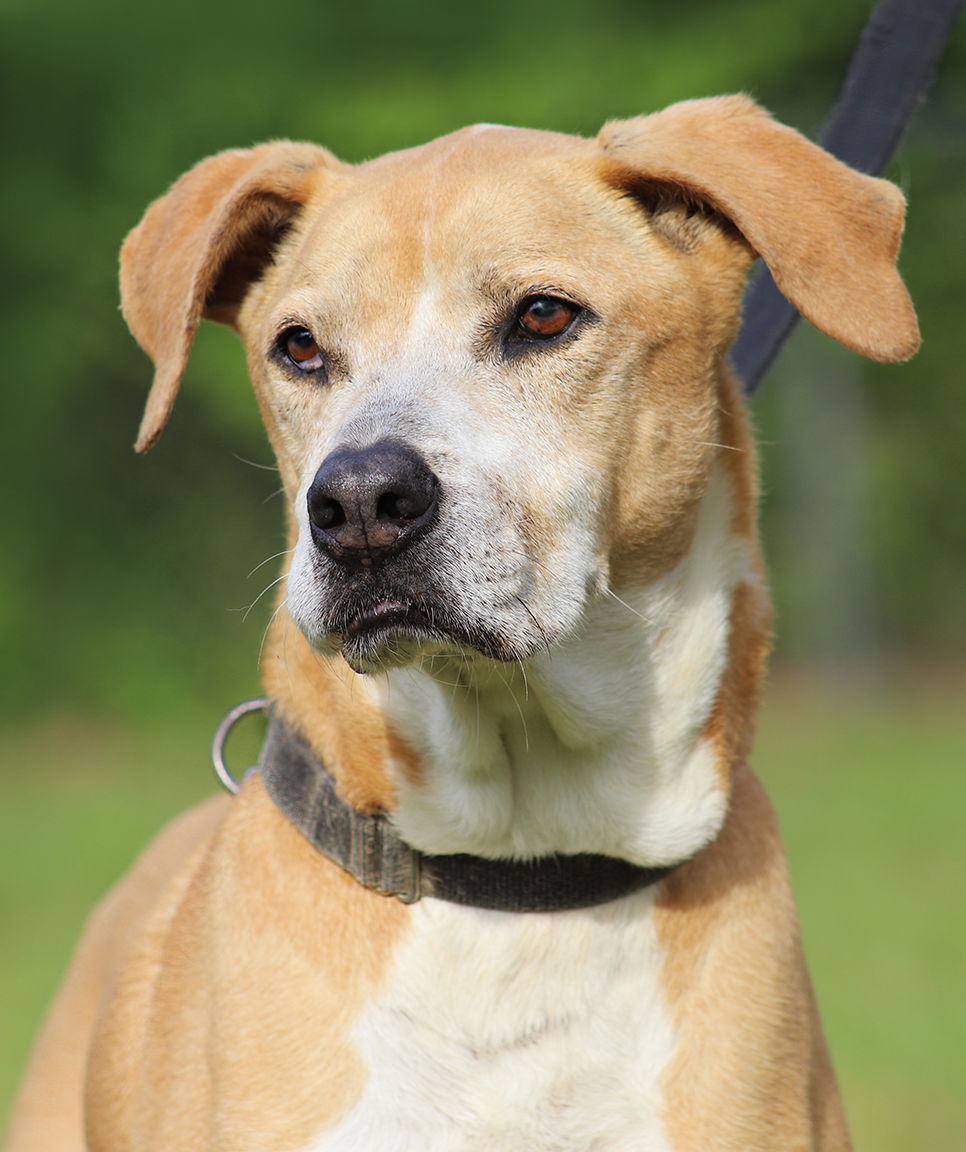 adoptable Dog in North Fort Myers, FL named Walter