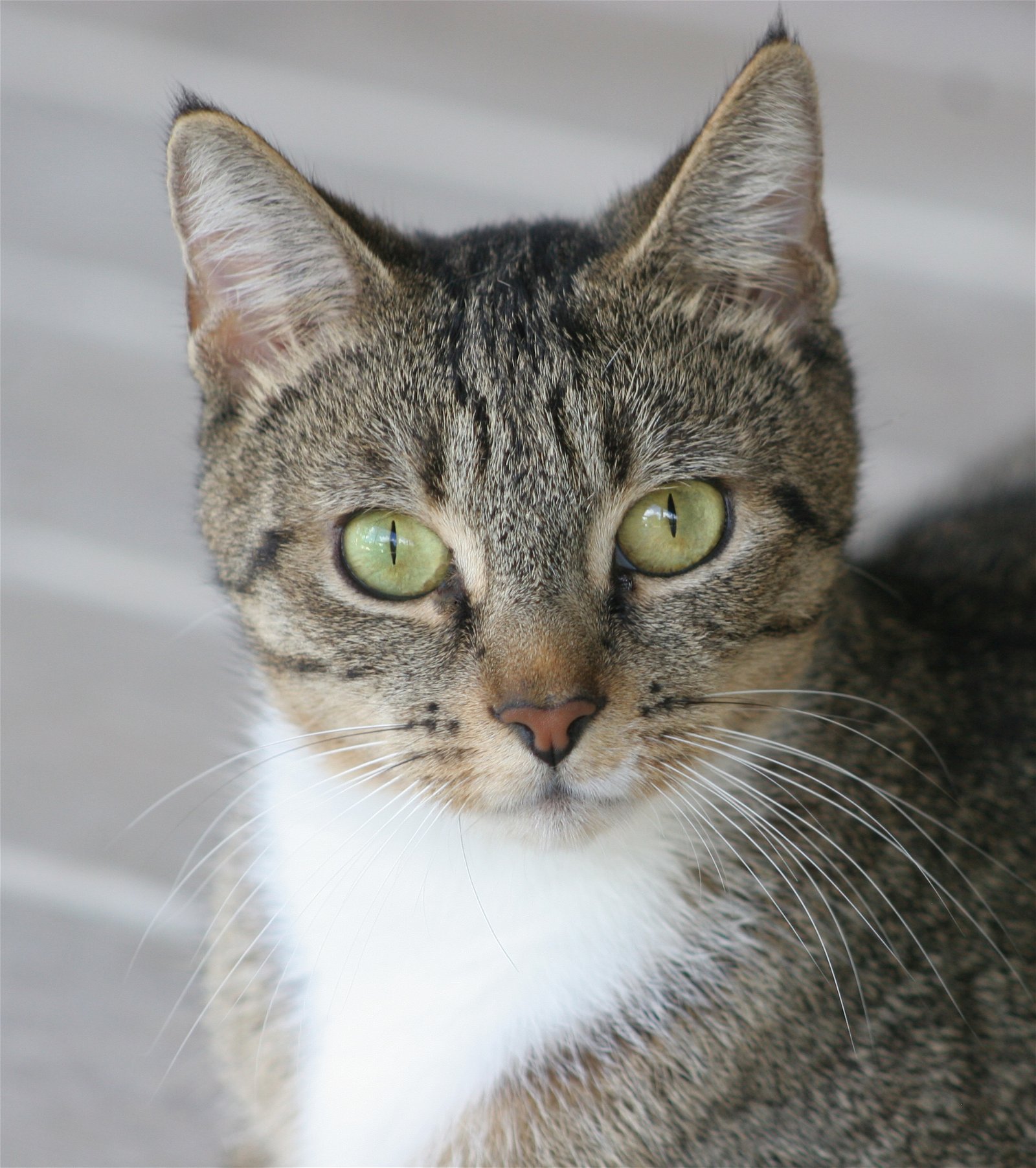 adoptable Cat in North Fort Myers, FL named Elizabeth