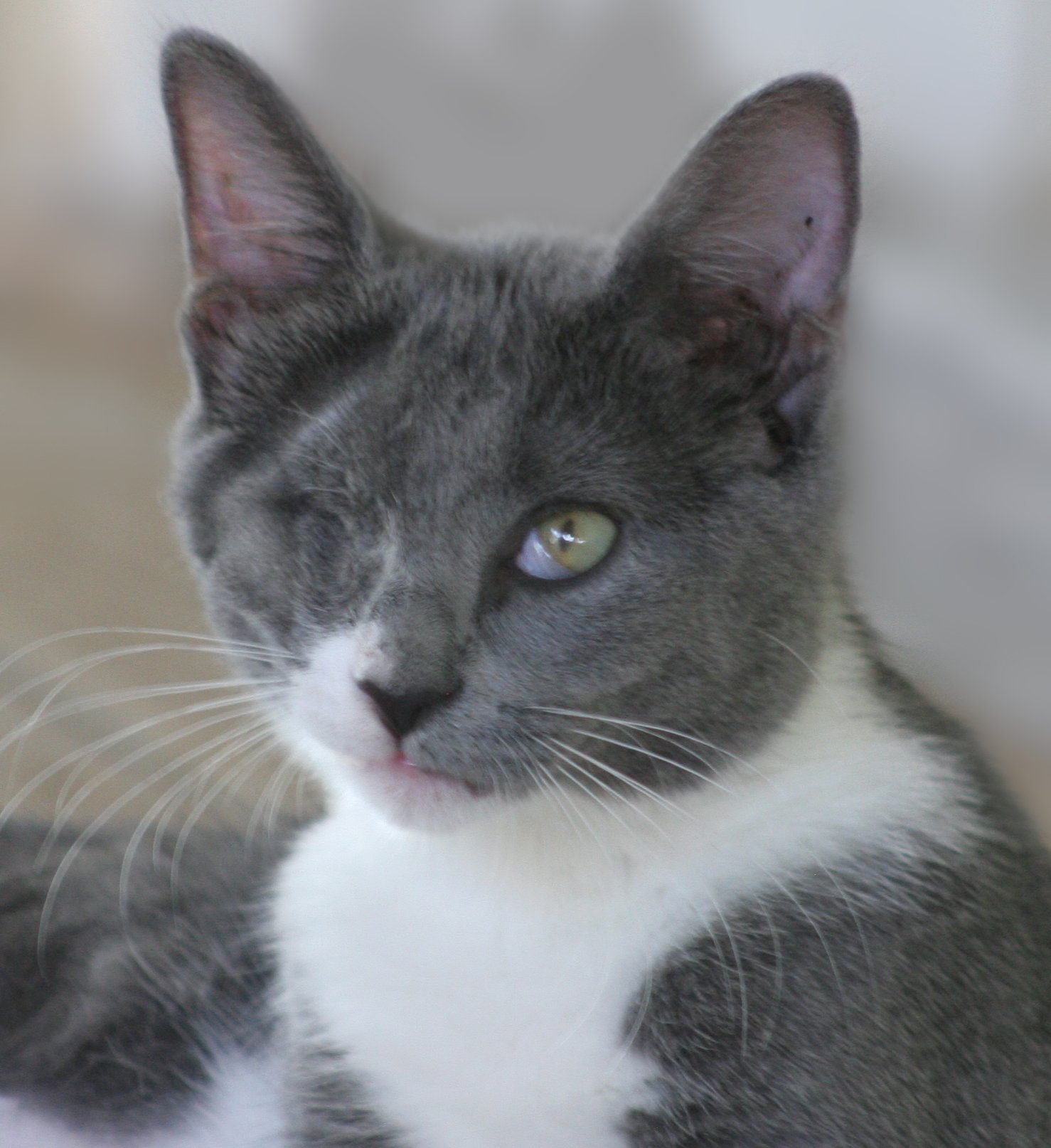 adoptable Cat in North Fort Myers, FL named Misty