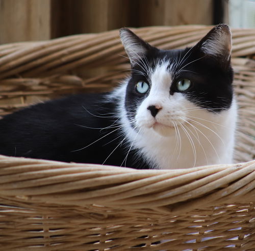 picture of the cat needing adoption