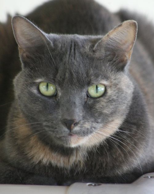 BLUEBERRY - Domestic Short Hair available for adoption