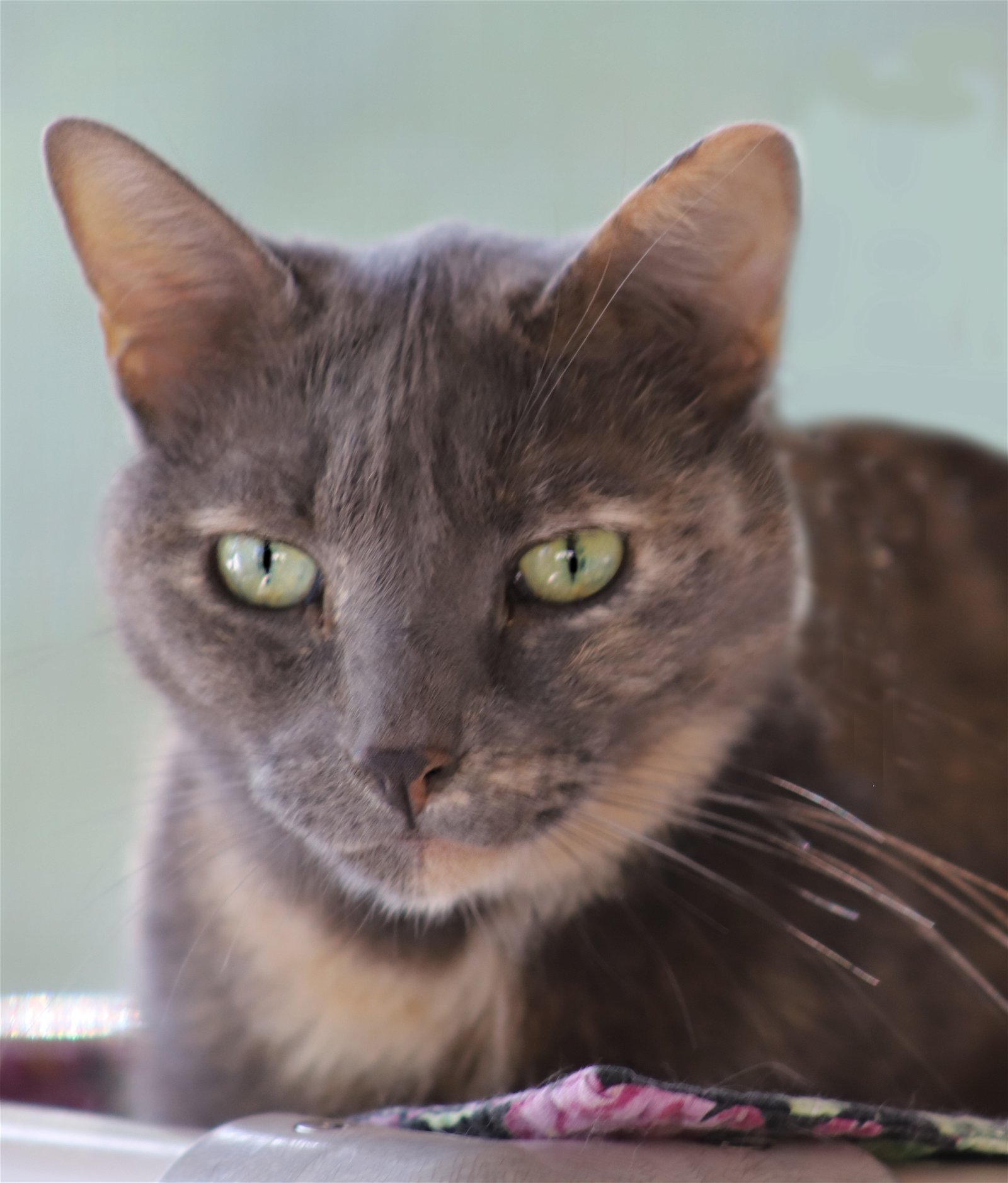 adoptable Cat in North Fort Myers, FL named Blueberry