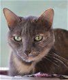 adoptable Cat in , FL named Blueberry