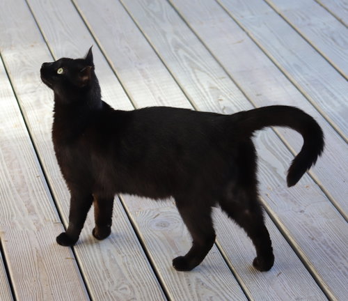 MICHELLIN - Domestic Short Hair available for adoption