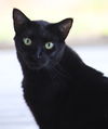 adoptable Cat in Fort Myers, FL named Pirelli