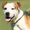 adoptable Dog in fort myers, FL named Barney