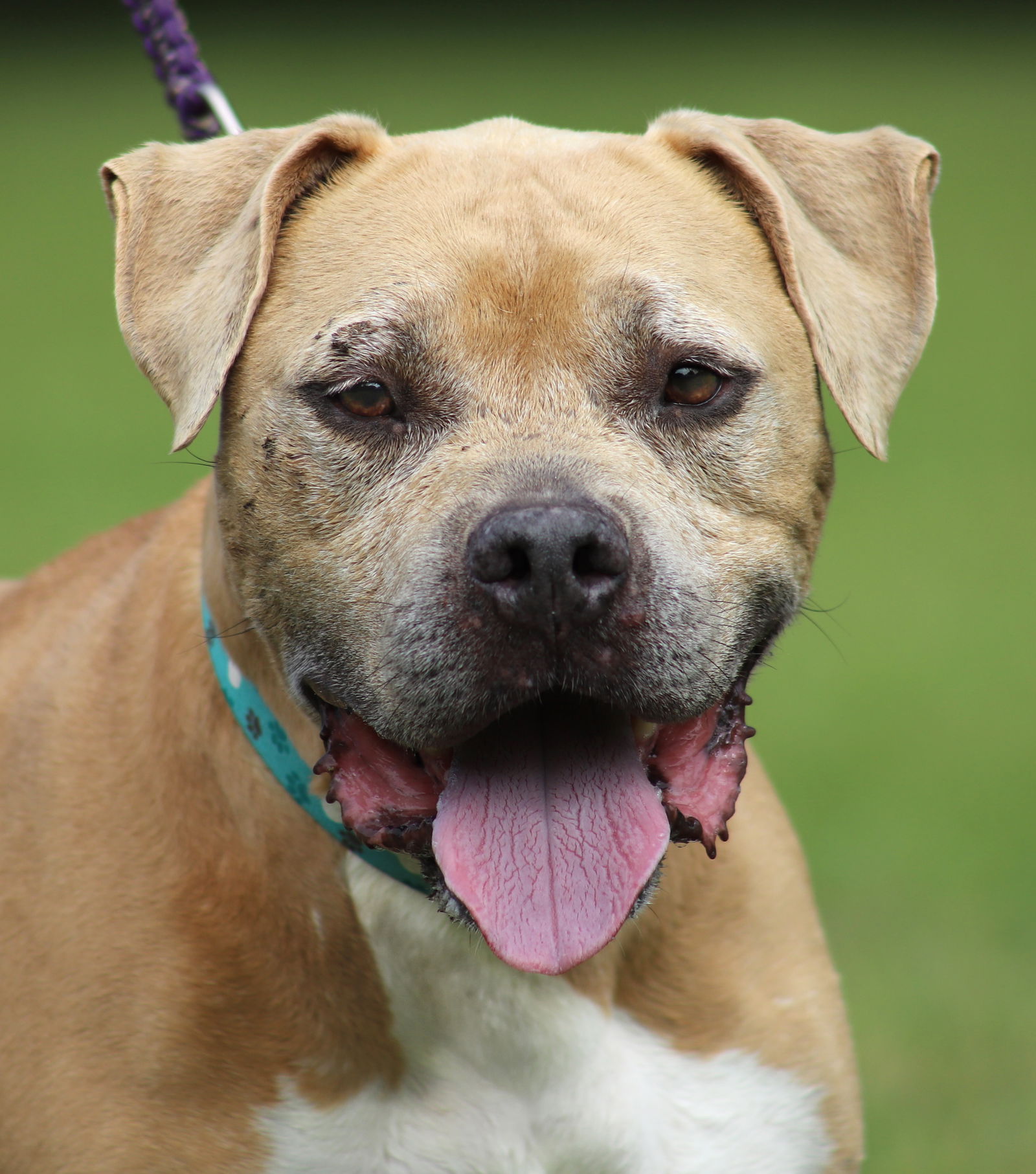 adoptable Dog in North Fort Myers, FL named Ludo