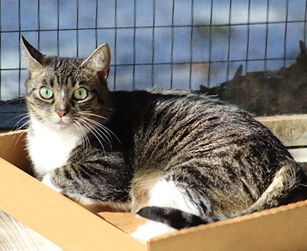 RIVER - Domestic Short Hair available for adoption