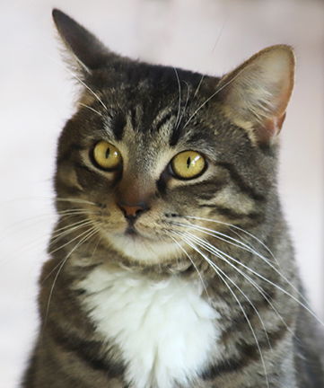 adoptable Cat in North Fort Myers, FL named Nemo