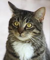 adoptable Cat in Fort Myers, FL named Nemo