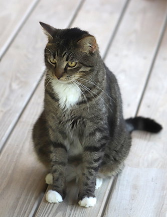NEMO - Domestic Short Hair available for adoption