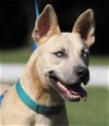 adoptable Dog in  named Liberty