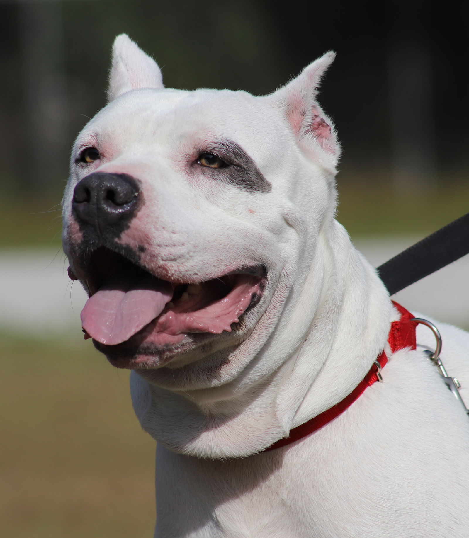 adoptable Dog in North Fort Myers, FL named zero