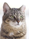 adoptable Cat in Fort Myers, FL named Katie