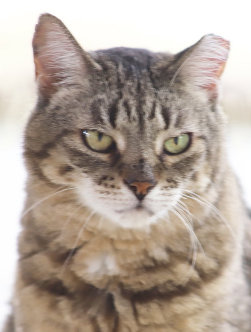 KATIE - Domestic Short Hair available for adoption