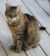 Katie - Photo 4