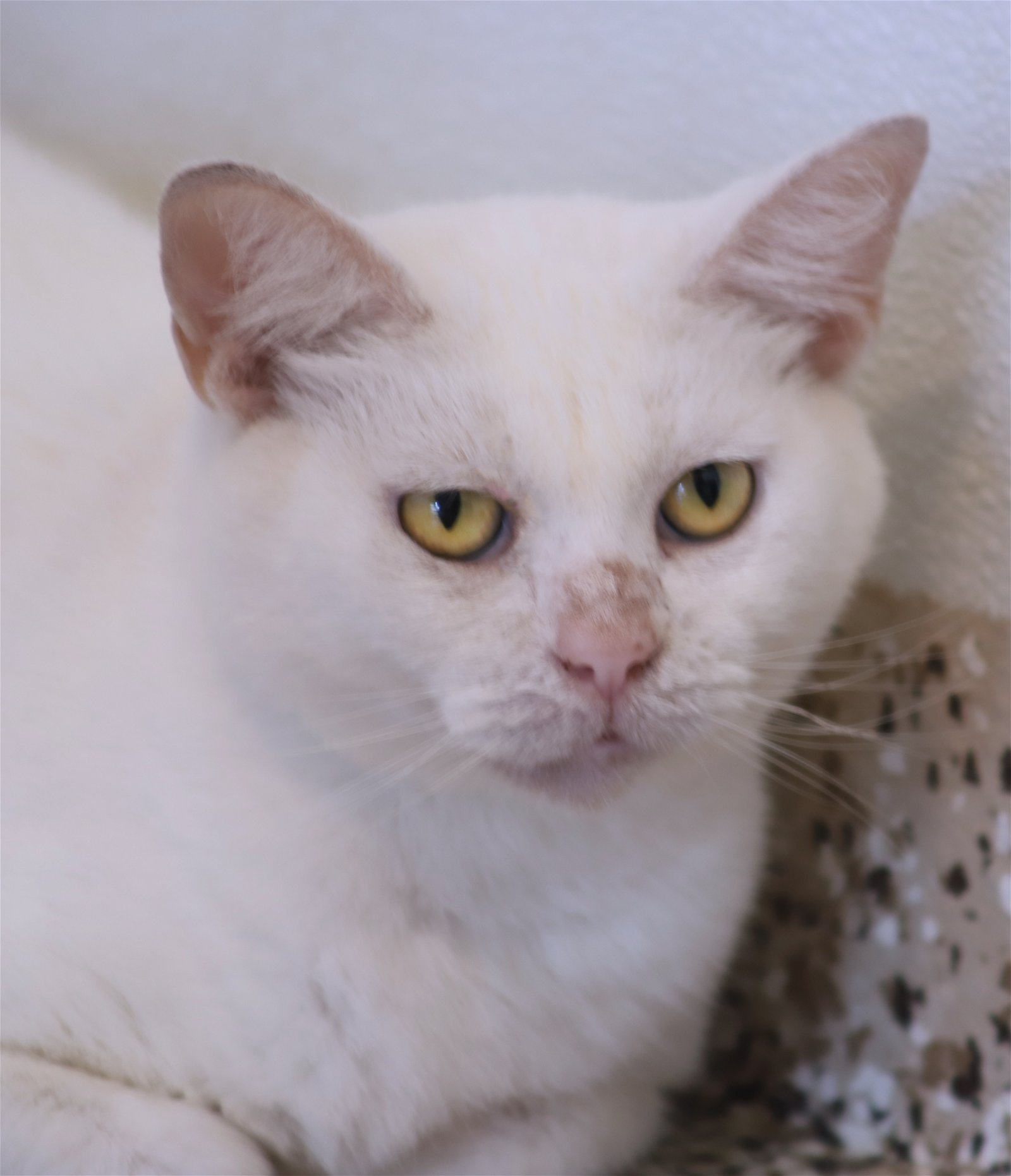adoptable Cat in North Fort Myers, FL named Athena