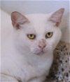 adoptable Cat in north fort myers, FL named Athena